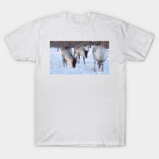Feeding the reindeer in the snow T-Shirt